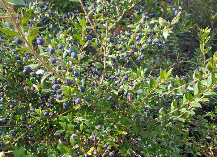 Nell’immagine, Myrtus communis in frutto. Nome italiano: Mirto o Mortella. Nome sardo: Murta, Mutta, Murta durci. Español: Mirto, Arrayán o Murta. Pianta comune diffusa in tutta la Sardegna, caratteristica della macchia mediterranea.