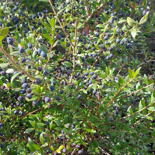 Nell’immagine, Myrtus communis in frutto. Nome italiano: Mirto o Mortella. Nome sardo: Murta, Mutta, Murta durci. Español: Mirto, Arrayán o Murta. Pianta comune diffusa in tutta la Sardegna, caratteristica della macchia mediterranea.