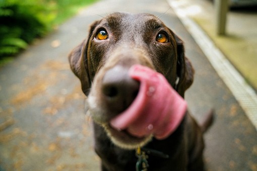 &quot;DogfyDiet: Cibo per Cani Naturale e Dieta BARF&quot;