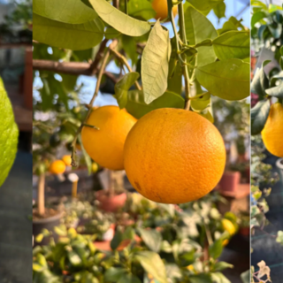 Da &quot;Scarlatta Piante dal 1924&quot;, il primo corso in Piemonte sulla cura e la manutenzione degli agrumi