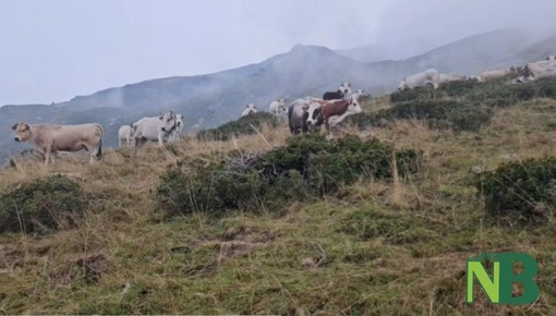 Oropa, mucche al pascolo al Pian di Gè: non saranno alla mostra zootecnica, ma qui sono tranquille e in salute.