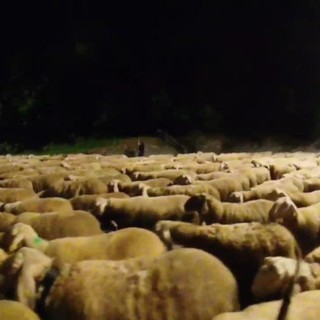 Un “mare di pecore” a Sagliano Micca: il passaggio serale in Valle Cervo.