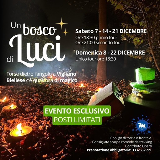 Camminando in un Bosco di Luci: Alla Ricerca dell'Elfo di Natale