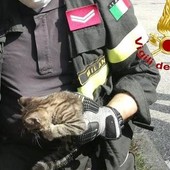 Ronco, Vigili del Fuoco salvano un gatto finito in un tombino, foto archivio