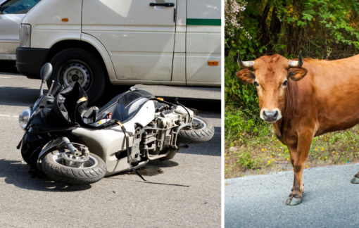 Pettinengo, una mucca in curva provoca una caduta in moto - Foto di repertorio.