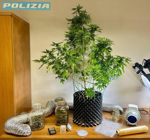 Coltivava marijuana in mansarda, 26enne biellese in manette