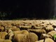 Un “mare di pecore” a Sagliano Micca: il passaggio serale in Valle Cervo.