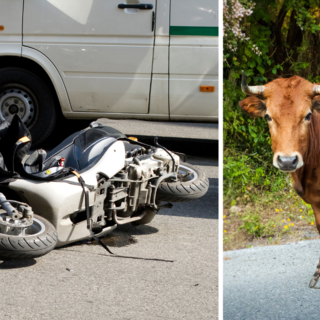 Pettinengo, una mucca in curva provoca una caduta in moto - Foto di repertorio.