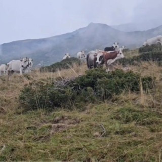 Oropa, mucche al pascolo al Pian di Gè: non saranno alla mostra zootecnica, ma qui sono tranquille e in salute.