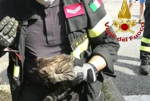 Ronco, Vigili del Fuoco salvano un gatto finito in un tombino, foto archivio