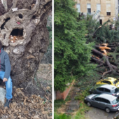 Nel Biellese meteo avverso, come evitare la caduta degli alberi? La parola dell’esperto - Foto di Samuele Ratti.