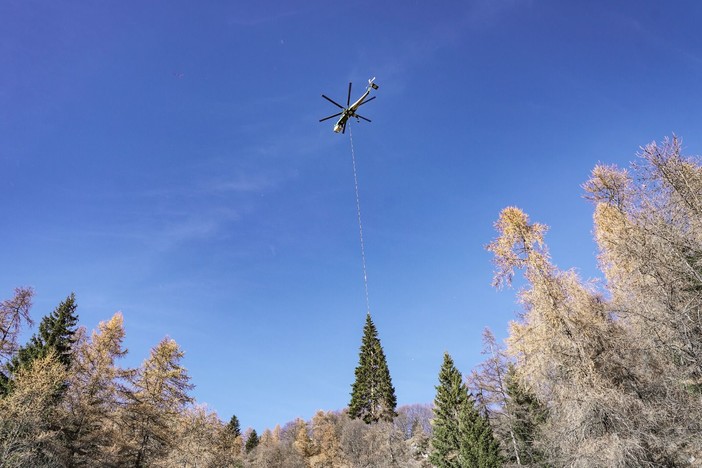 E' in Piazza San Pietro l'albero di Natale di Macra in Piemonte