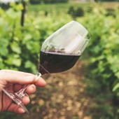 Barolo: il re dei vini delle Langhe