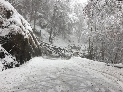 Tante piante a terra con la neve, ore intense di lavoro per i Vigili del Fuoco, foto archivio