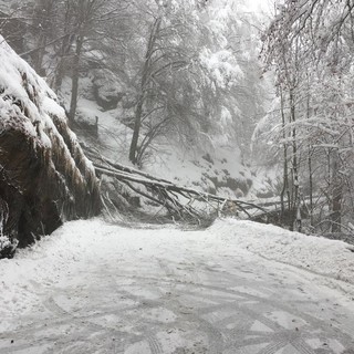 Tante piante a terra con la neve, ore intense di lavoro per i Vigili del Fuoco, foto archivio