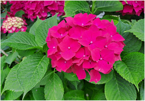 Nell’immagine, Hydrangea macrophylla. Nome italiano: Ortensia. Nome sardo: Orténsia. Español: Hortensia. Pianta di origine asiatica, introdotta in Europa nel XVIII secolo.