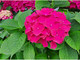 Nell’immagine, Hydrangea macrophylla. Nome italiano: Ortensia. Nome sardo: Orténsia. Español: Hortensia. Pianta di origine asiatica, introdotta in Europa nel XVIII secolo.