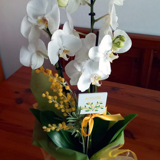 Nell’immagine, il fiore di orchidea nelle tonalità di giallo, esplicito rimando ai colori dell’odierna Festa.