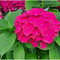 Nell’immagine, Hydrangea macrophylla. Nome italiano: Ortensia. Nome sardo: Orténsia. Español: Hortensia. Pianta di origine asiatica, introdotta in Europa nel XVIII secolo.