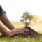 Giornata Nazionale degli Alberi: presentato il progetto educativo “Un albero per il futuro”.