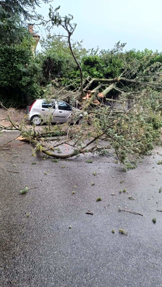 Alberi a terra a Chiavazza, intervento dei Vigili del Fuoco