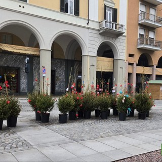 Biella, ultimi pini adottati: il progetto &quot;Adotta un albero&quot; è stato un successo FOTO Giacomo Chiarini