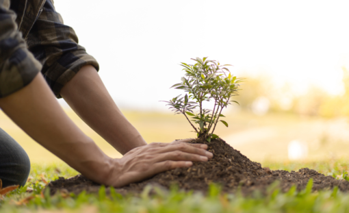 Giornata Nazionale degli Alberi: presentato il progetto educativo “Un albero per il futuro”.