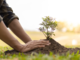 Giornata Nazionale degli Alberi: presentato il progetto educativo “Un albero per il futuro”.