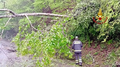 portula albero