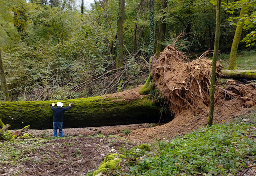 quercia secolare