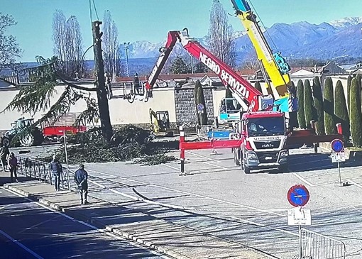 Ponderano, abbattuta una pianta ammalorata al cimitero