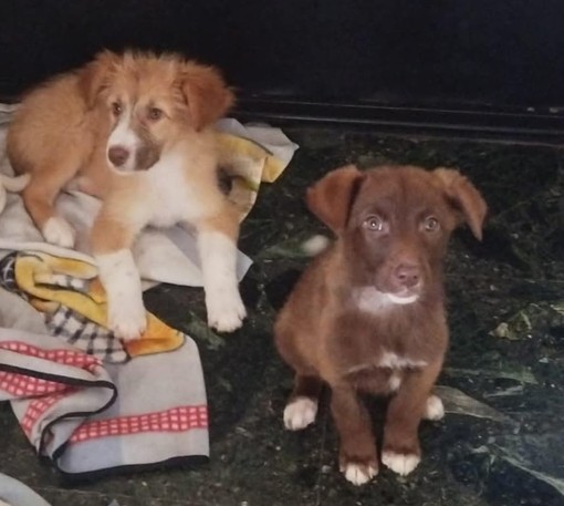 Cuccioli in cerca di casa: loro sono Polli e Lalla