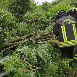 alberi miagliano