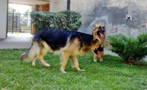 Pastori tedeschi fratelli, amanti delle coccole, cercano casa insieme