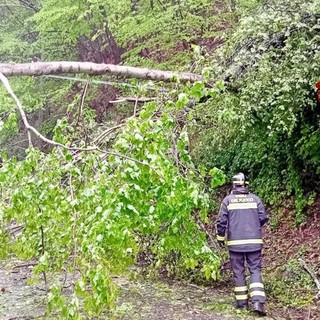 portula albero