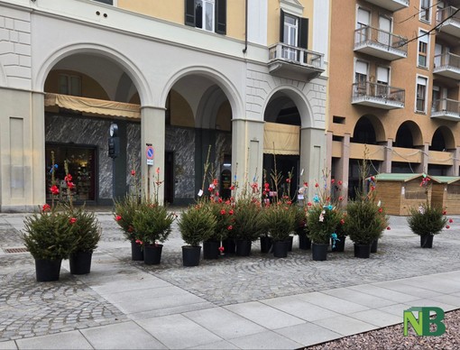 Biella, ultimi pini adottati: il progetto &quot;Adotta un albero&quot; è stato un successo FOTO Giacomo Chiarini