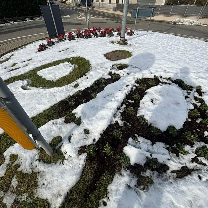 Sradicate piante e bulbi nella rotonda a Candelo curata da Avis Biella: &quot;Ci aspettiamo che i responsabili si facciano avanti&quot; FOTO