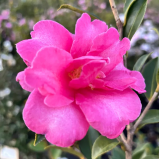 Fiorisci il tuo giardino in inverno con la camelia Sasanqua