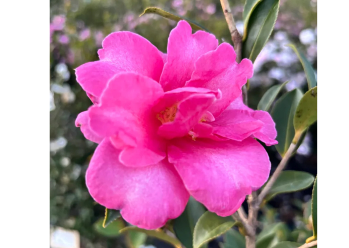 Fiorisci il tuo giardino in inverno con la camelia Sasanqua