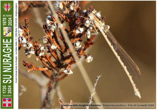 Nell’immagine, Invernina delle brughiere femmina - Sympecma paedisca - Foto di Leonardo Siddi.