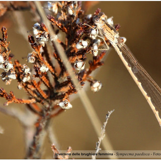 Nell’immagine, Invernina delle brughiere femmina - Sympecma paedisca - Foto di Leonardo Siddi.