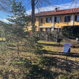 A Tollegno ci sono due alberi in cerca di autore