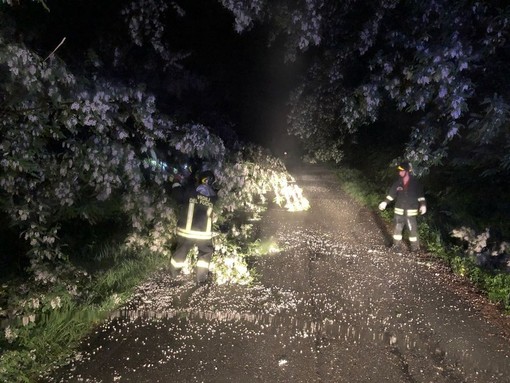 Pioggia, piante in strada, diversi interventi dei Vigili del Fuoco nella notte, foto archivio