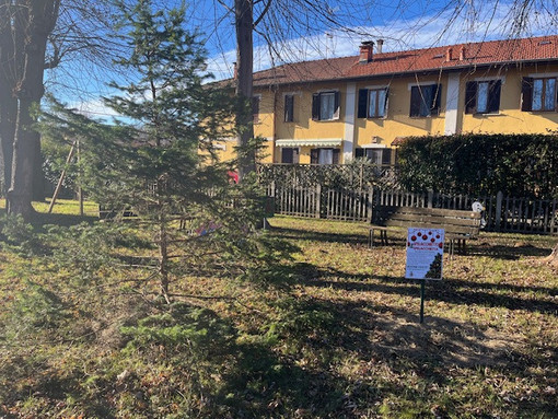 A Tollegno ci sono due alberi in cerca di autore