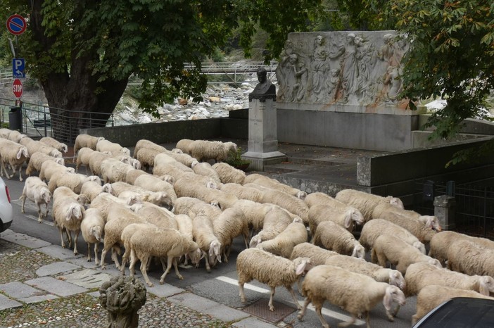 Transumanza in Valle Cervo, ieri la sosta a Rosazza - Foto Paolo Rosazza Pela.