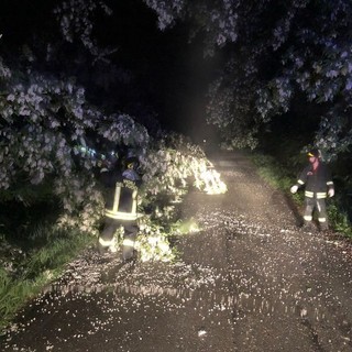 Pioggia, piante in strada, diversi interventi dei Vigili del Fuoco nella notte, foto archivio