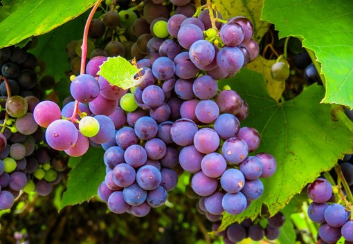 Il Lessona nella guida dei vini d'Italia di Gambero Rosso 2024, foto Pixabay