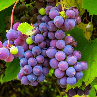 Il Lessona nella guida dei vini d'Italia di Gambero Rosso 2024, foto Pixabay