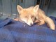 Donato: cucciolo di volpe raccolta ferita a bordo strada torna in salute e libera