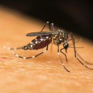 Dengue, i casi in Italia salgono a 650: 194 sono autoctoni